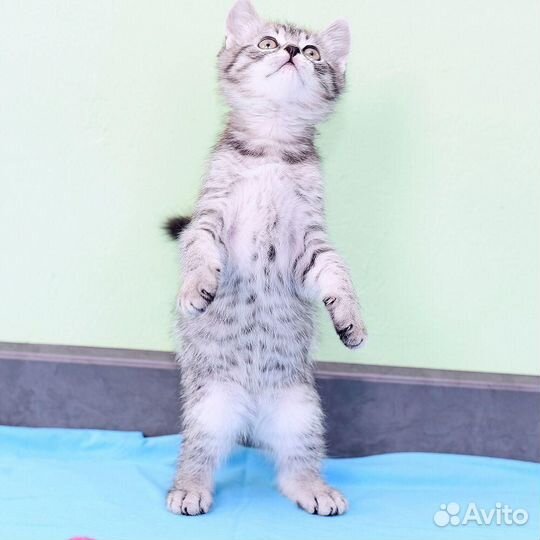 Котенок Сильвер