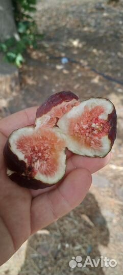 Саженцы инжира 2024г