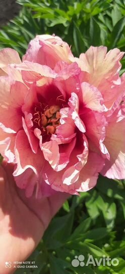 Пион Ито гибрид Хиллари