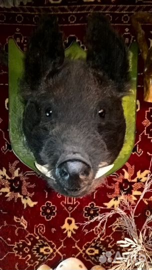 Чучело кабана