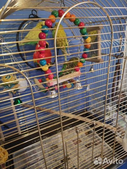 Волнистый попугай с клеткой
