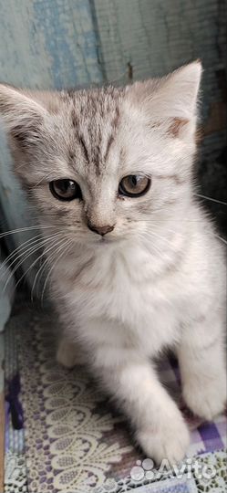 Котята метисы, британцы