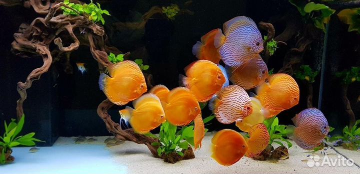 Проф. Обслуживание пресноводных аквариумов