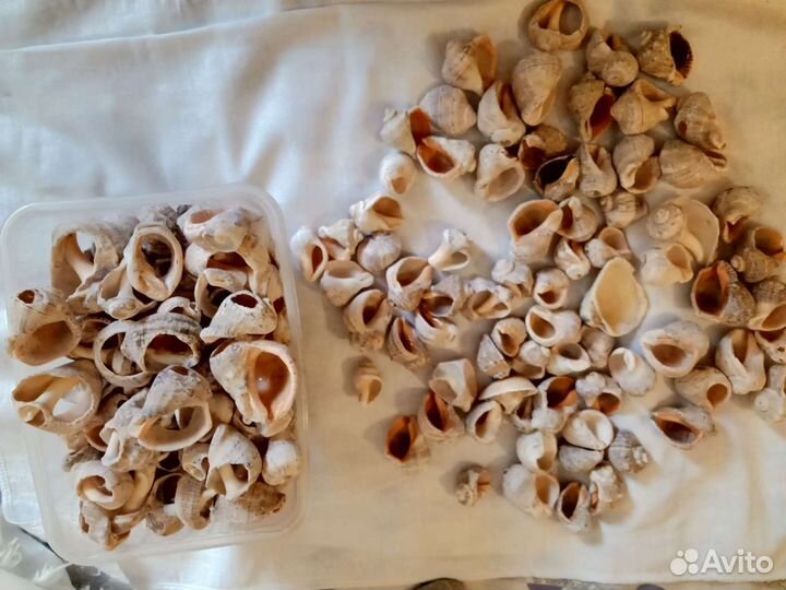 Морские ракушки для аквариума или декорирования