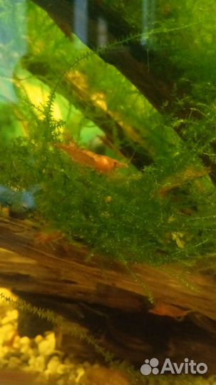 Аквариумные креветки