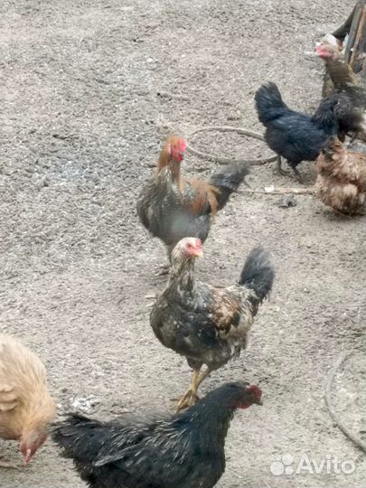 Породистые молодые петушки на племя, или на мясо