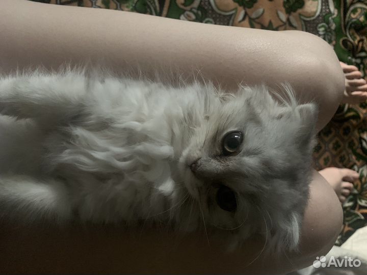 Вислоухие котята