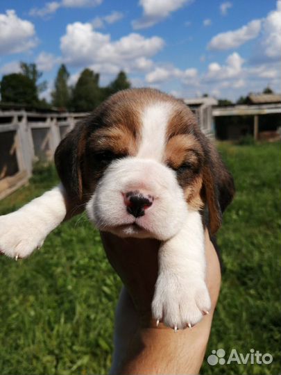 Бигль из питомника