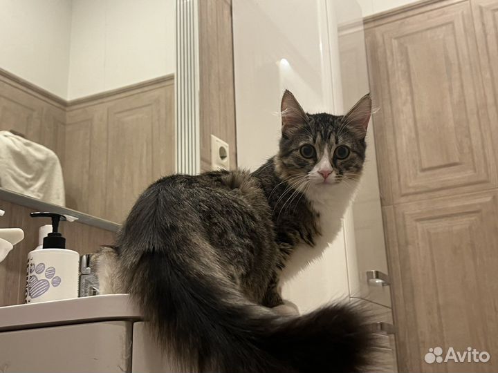 Кошка в дар