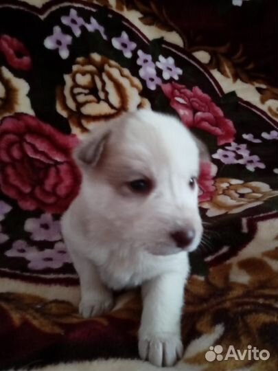 Щенки Хаски