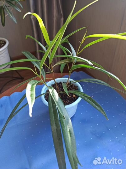 Фикус,Али Биннендийка