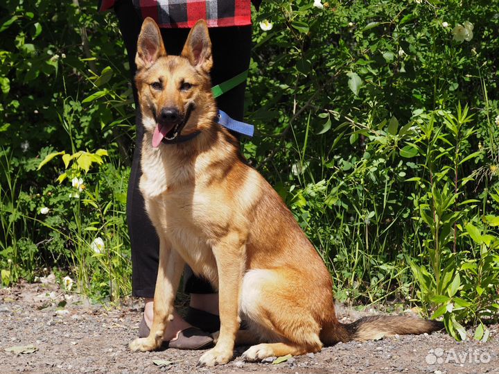 Собака Фокси