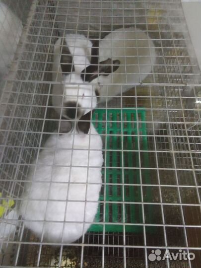 Калифорнийские кролики,Белый панон