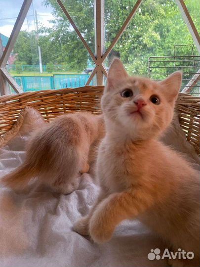 Котята в поиске дома