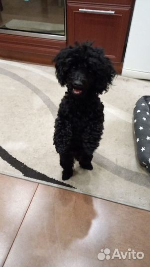 Вязка кобель пудель той