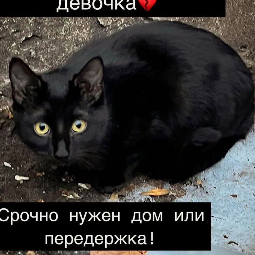 Нужен дом котенку