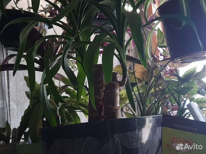 Пальма юкка