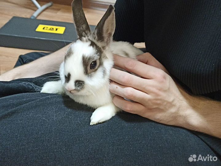 Декоративный кролик