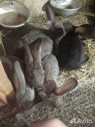 Крольчата