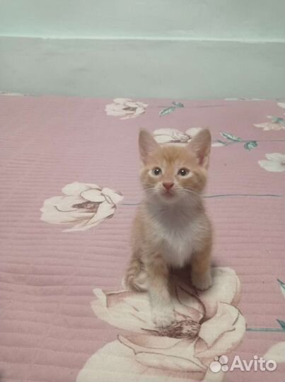 Кошка в дар