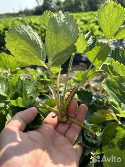 Клубника рассада Усики сорт брилла