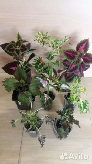 Продам цветы комнатные