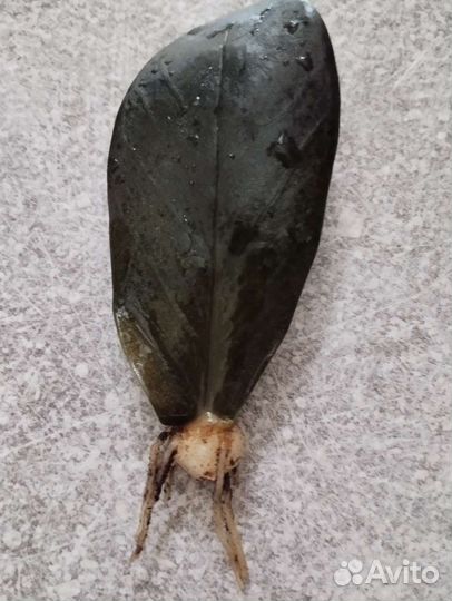 Замиокулькас черный Равен, Давон