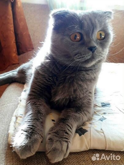 Принцесса ищет добрые руки