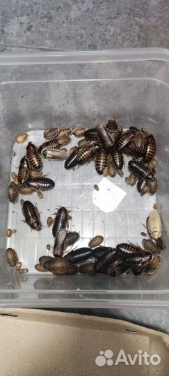 Аргентинский таракан стартовая колония