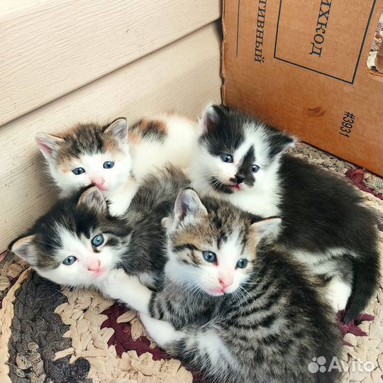 Котята в добрые руки