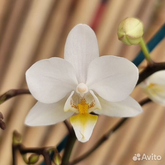 Орхидея фаленопсис мини