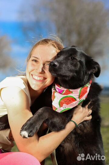 Собака Берта ждёт хозяина