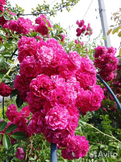 Роза плетистая