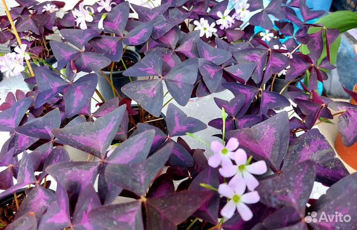 Кислица оксалис