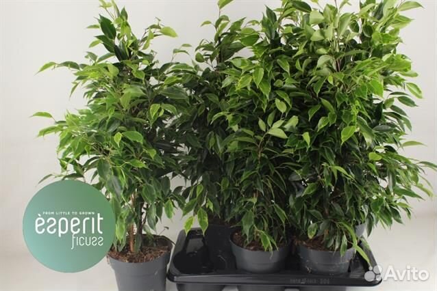 Фикус анастасия 14 60