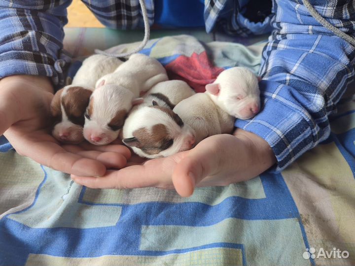 Щенки джек рассел терьер