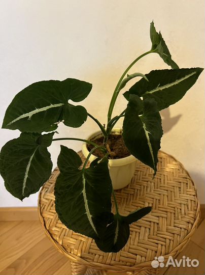 Сингониум бархатный Вендланда взрослые растения