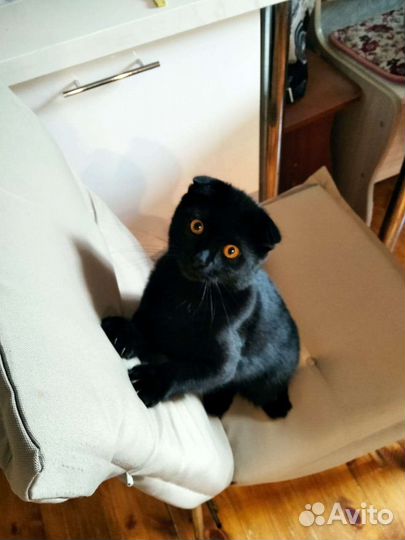 Британские котята