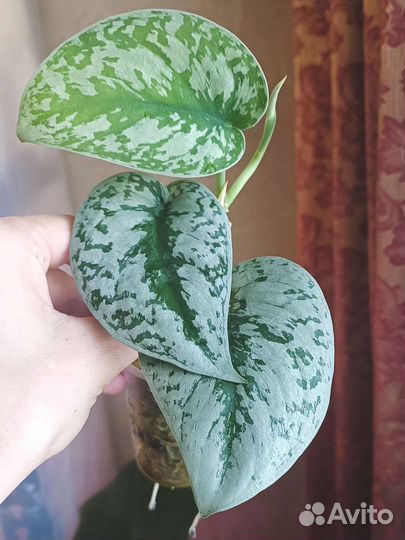 Сциндапсус Пиктус Треби (Scindapsus Pictus Trebie)