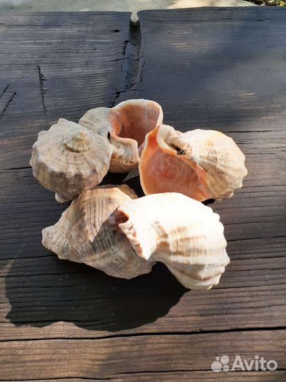 Ракушка(рапан ) за 1кг