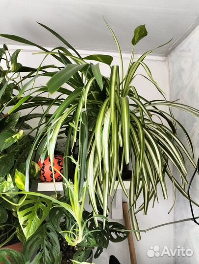 Хлорофитум (комнатные цветы)