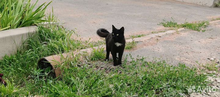 Кошка в добрые руки