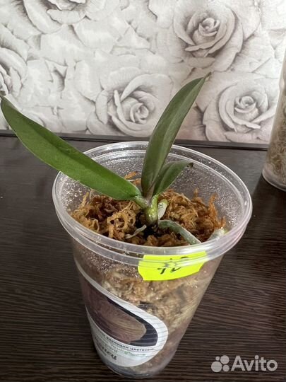 Орхидея Фаленопсис Younghome Golden Leopard