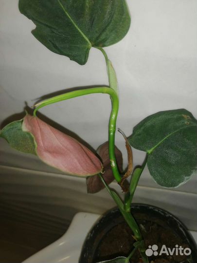 Филодендрон Люпинум Lupinum