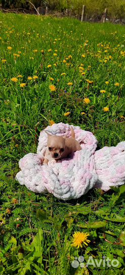 Щенки чихуахуа мини