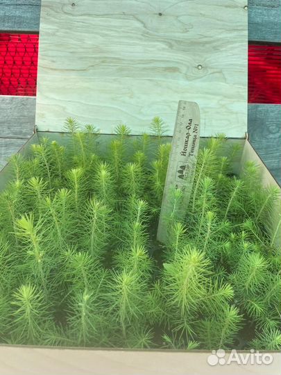 Саженцы сосны зкс