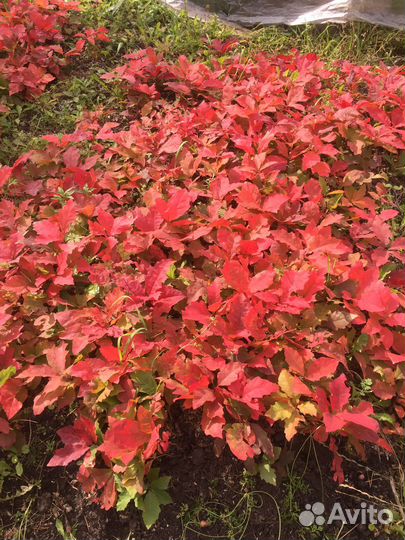 Саженцы красного канадского дуба