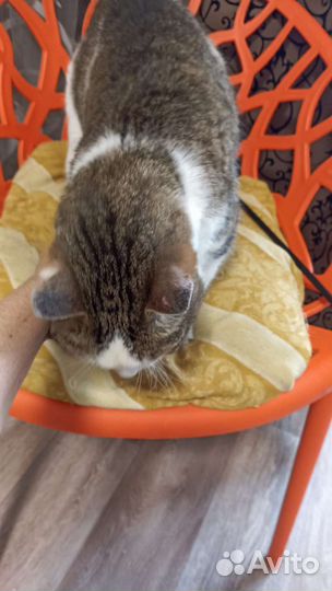 Кот в добрые руки