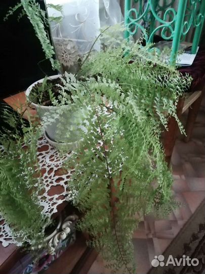 Папоротник комнатный