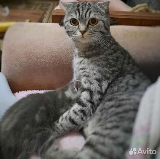 Шотландский котенок девочка, окрас 